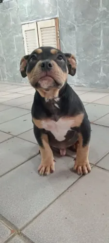 Vendo filhote american bully triblack 