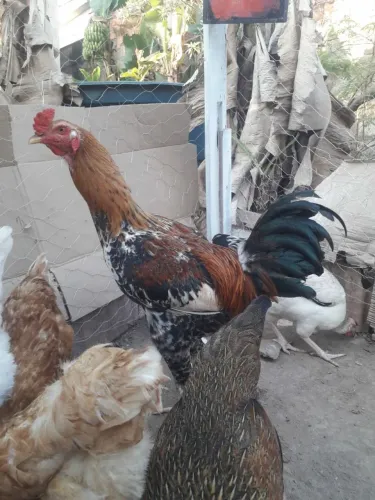 Título: Galo Imponente e Protetor - 9 Meses (Genética Índio x Brahma x Poedeira)