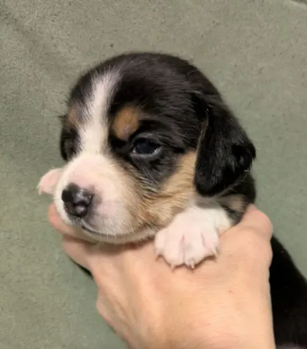 Filhotes de Beagle | Amor que inspira todos os dias.