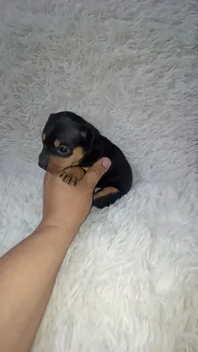 Pinscher miniatura macho 