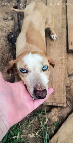 Linguicinha, Dachshund, Cofap, Salsicha, Teckel 