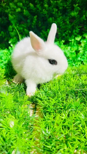 Mini Coelhos
