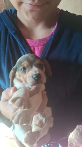 Beagle
