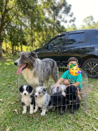 Border collie