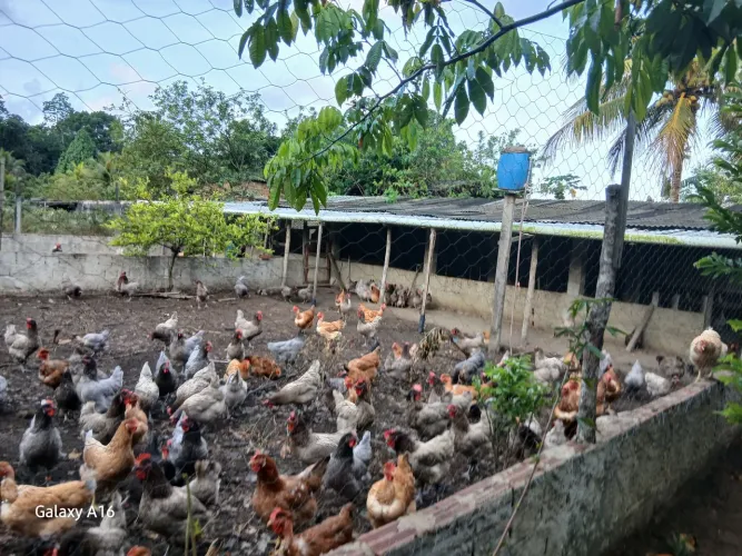 Galinhas caipiras 45 a unidade