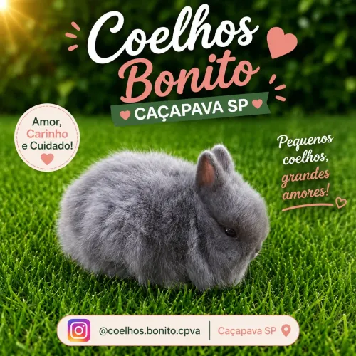Coelho anão netherland dwarf