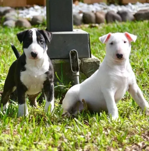 Bull Terrier Inglês Presença que se integra ao ambiente
