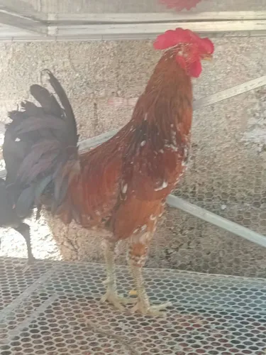 Galo músico 