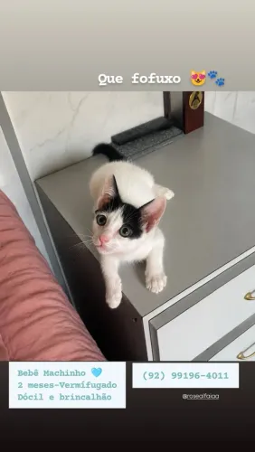 Gatinho adoção, macho