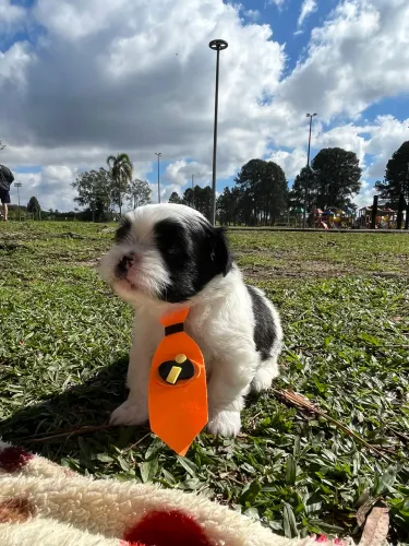 Lindo filhote Lhasa Apso macho