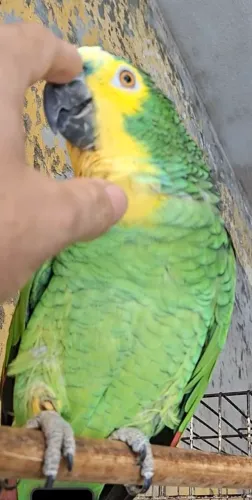 Apolo 1 ano