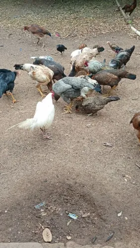 Lote de Galinha caipira