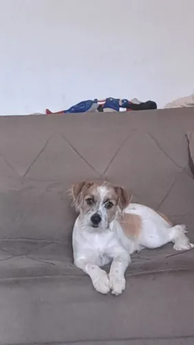 Doando essa cachorra 
