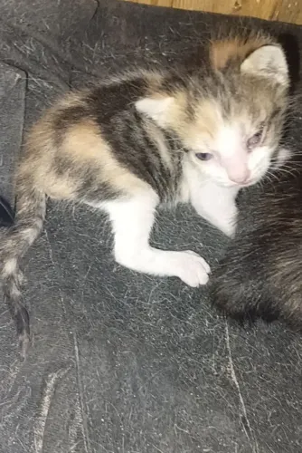 Gatinhos