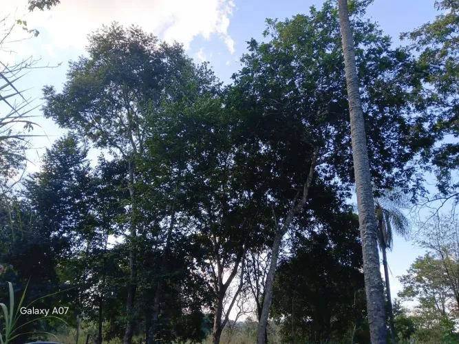 Vendo Chácara na Colônia Nova, Terenos/MS 2 Hectares e meia