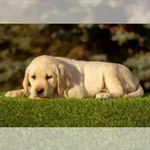 Labrador Retriever,Labrador Retriever Filhote Pronto Para Novo Lar