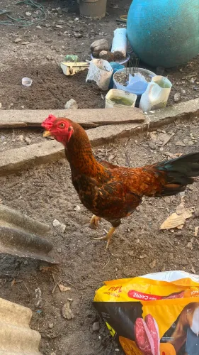 Vendo Galo reprodutor