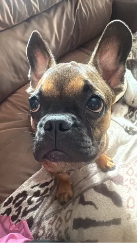 Filhote de bulldog francês