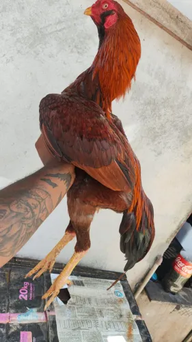 Galo mura moura frango
