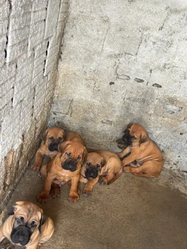 Filhotes de Fila Brasileiro 