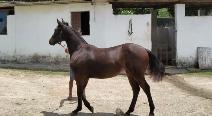 Potra Quarto de Milha Pura