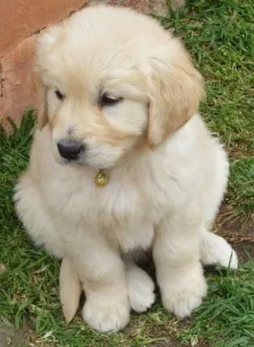 Golden Retriever Cachorrinho fofo disponível para venda