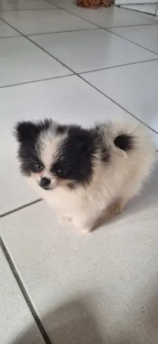 Spitz alemão anão macho