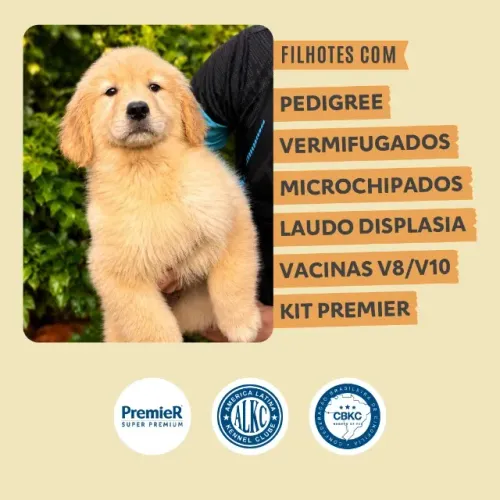 Filhotes Golden Retriever - Bauru e região