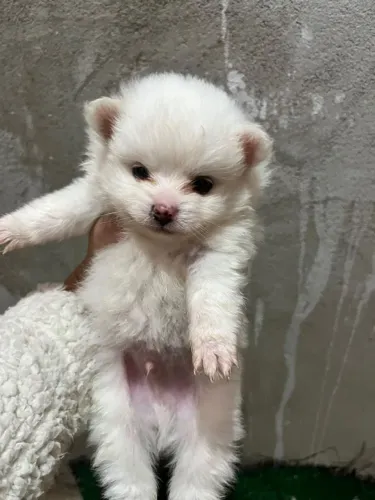 Lulu Pomerânia branco macho