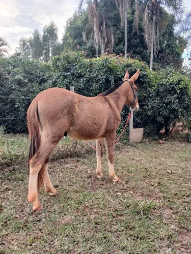 Burro extra 