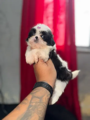 Shih tzu fêmea 