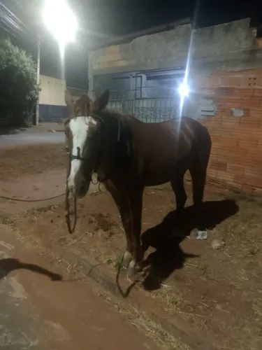 Cavalo