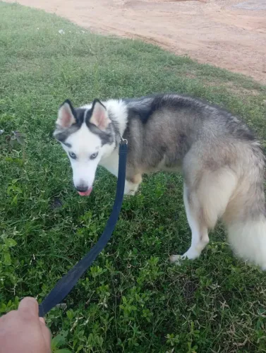 Husky fêmea, quase fazendo um ano,nunca deu criar,já teve o primeiro cio,1500$