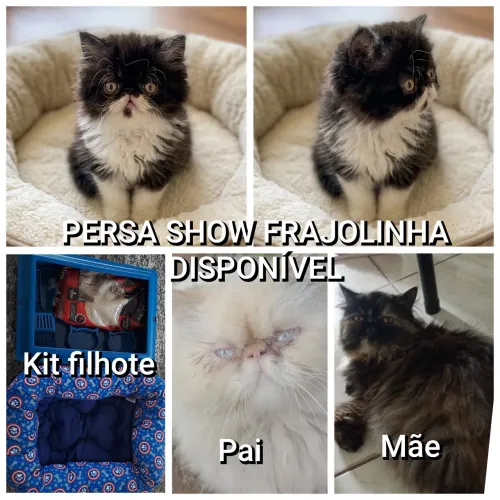 GATO PERSA SHOW 