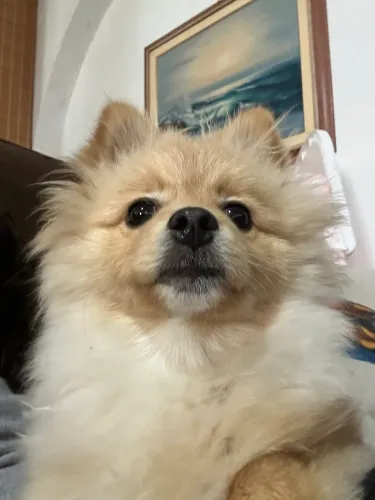 Vendo Lulu Da Pomerania FÊMEA 5 meses