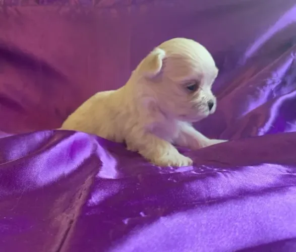 Filhotes de Maltes | Filhotes de cachorro tornam qualquer lugar mais acolhedor.
