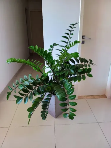 Planta