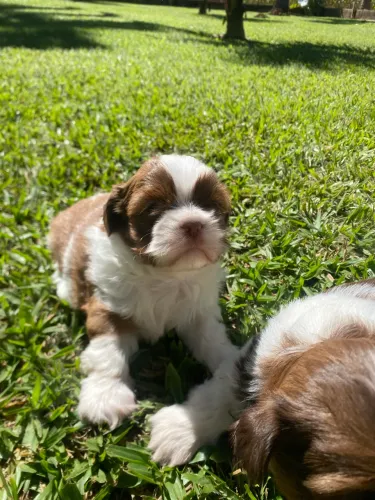 Shih-tzu