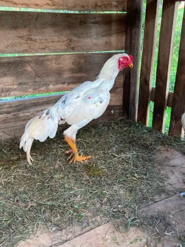 Vendo animais indianos 