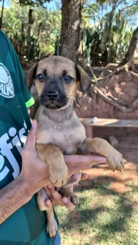 Cachorros - Filhotes - Adoção