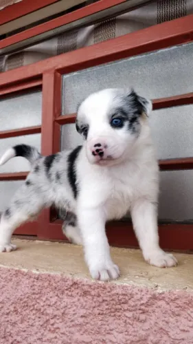 Border Collie com Garantia em Contrato e Vacinação