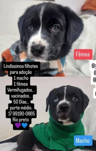 Lindos cachorrinhos filhotes