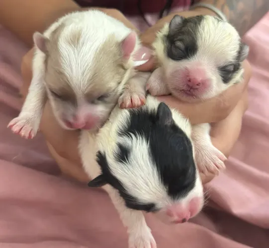 LULU DA POMERÂNIO ANAO ? Fêmea é apenas 1 machinho