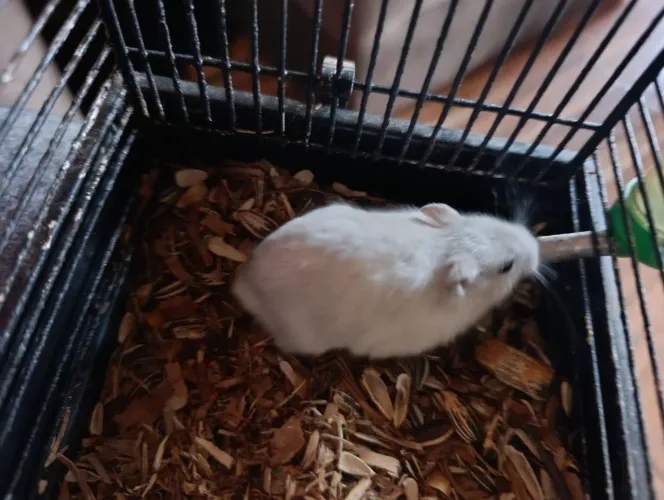Doa-se Hamsters Adultos 