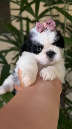 SHIHTZU FÊMEA FILHOTE