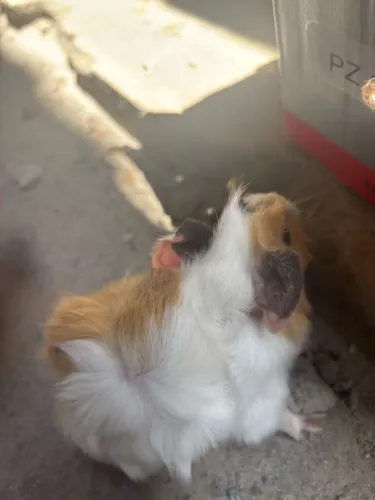 Porquinho da índia