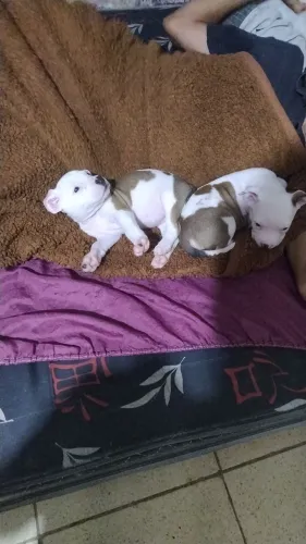 estou vendendo um filhote de Pit Bull