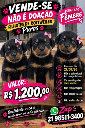 Filhotes de rottweiler puros
