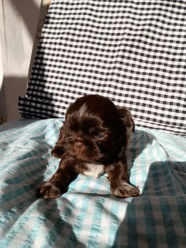 Filhotes de Shih Tzu macho 
