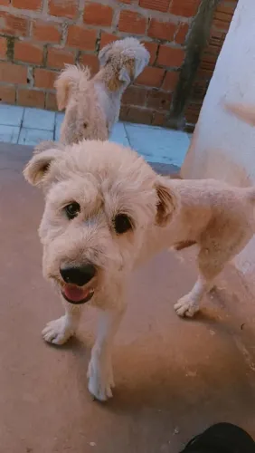 Doação responsável (poodle 1 ano)